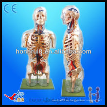 Torso transparente modelo de PVC con principales estructuras neurales y vasculares, torso modelo humano